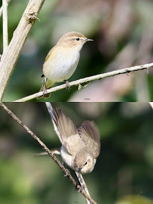 Common Chiffchaff