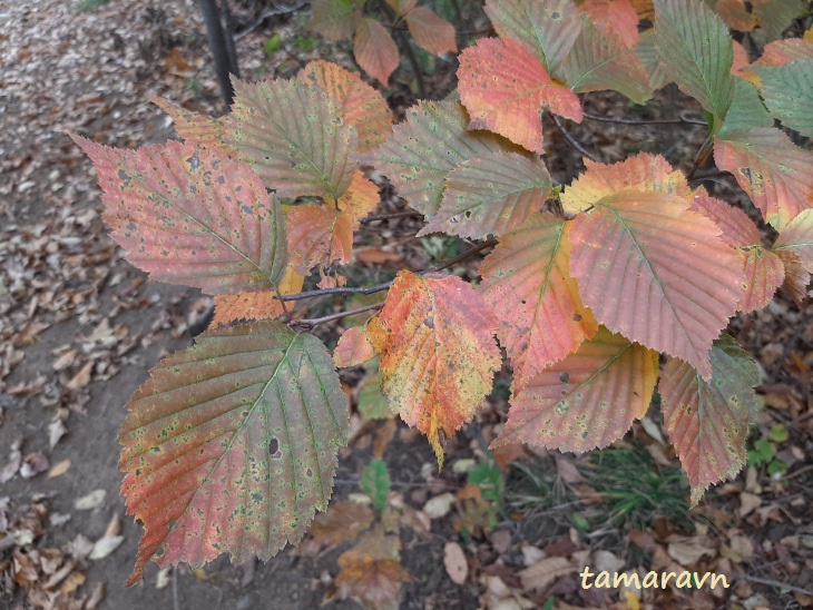 Мелкоплодник ольхолистный (Micromeles alnifolia)