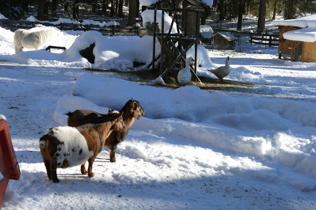 campeggio inverno aperto tutto l'anno val pusteria