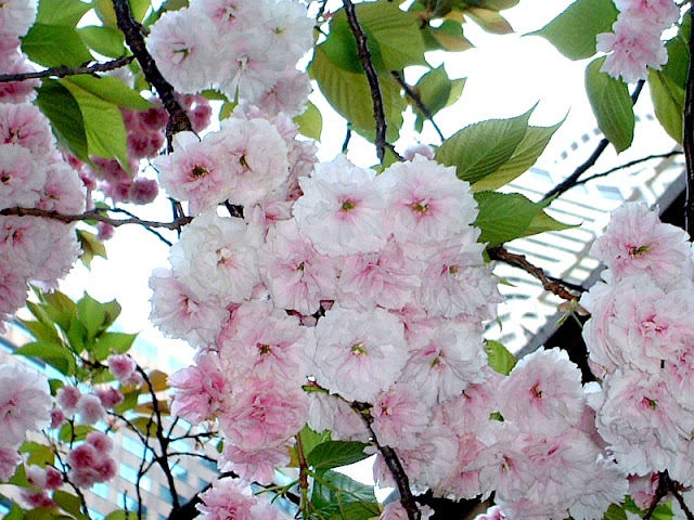 Prunus 'Fugenzo' (='Albo-rosea')