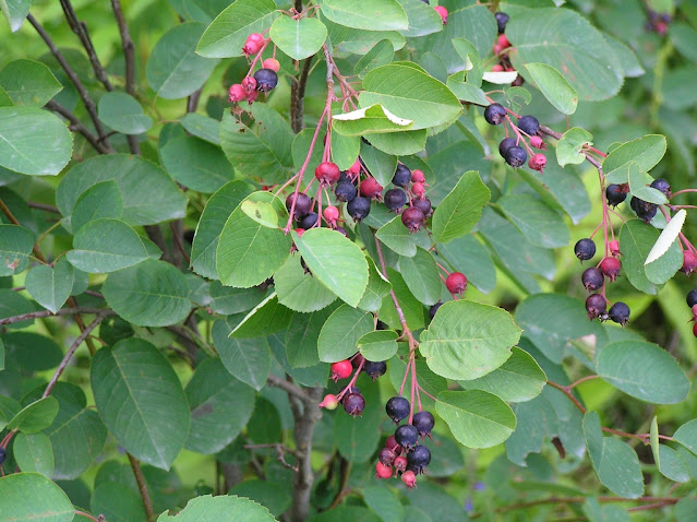 Ирга колосистая (Amelanchier spicata)