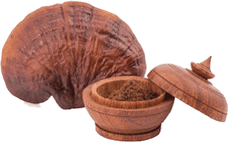 Ganoderma Mushroom Supplier in Colombia