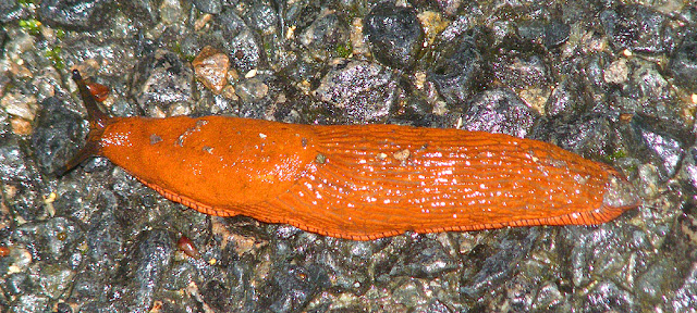 Red Slug Arion rufus, Indre et Loire, France. Photo by Loire Valley Time Travel.