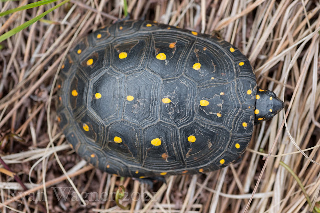 spotted turtle ohio