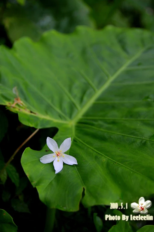 三峽油桐花季