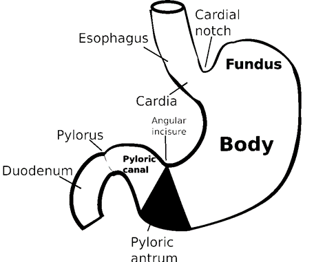 The Stomach Human Anatomy and Physiology B.Pharm Class Notes