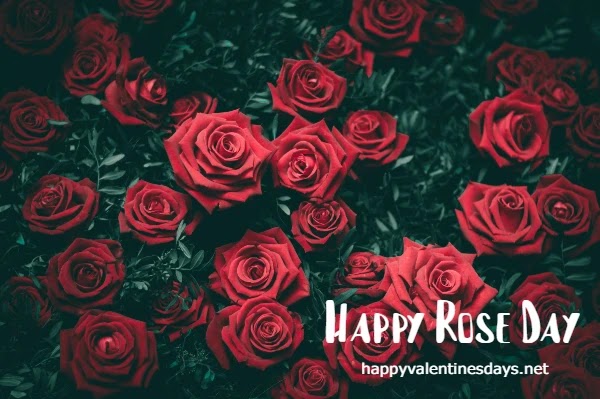 Red Roses Images HD Photos Pics Wallpaper Bouquet FREE Download