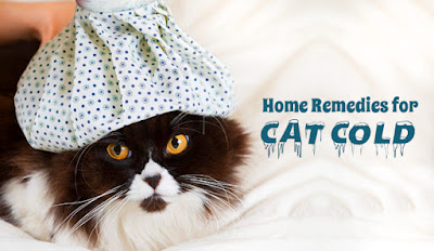 Home Remedies For Cat Colds