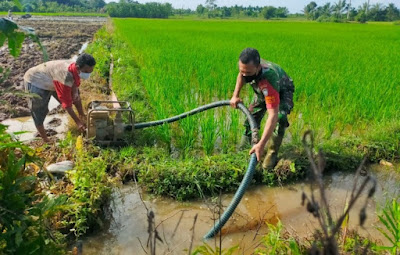 Cegah Kekeringan, Babinsa Koramil 10/Woyla Barat Bantu Petani Mengairi Sawah