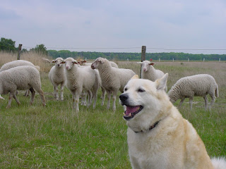 schapenstront