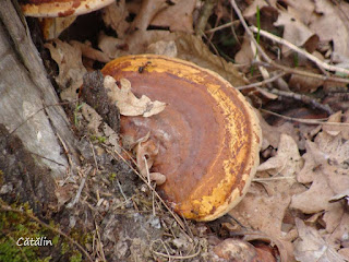 Fomitopsis pinicola DSC132267