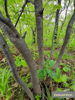 Мелкоплодник ольхолистный (Micromeles alnifolia)