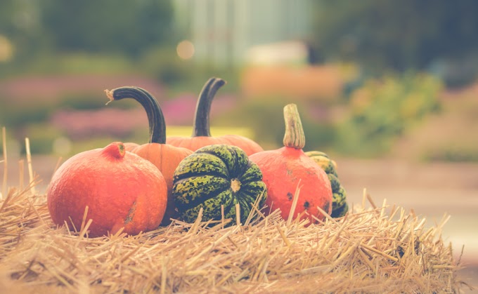 DIY Exfoliating Pumpkin Face Mask