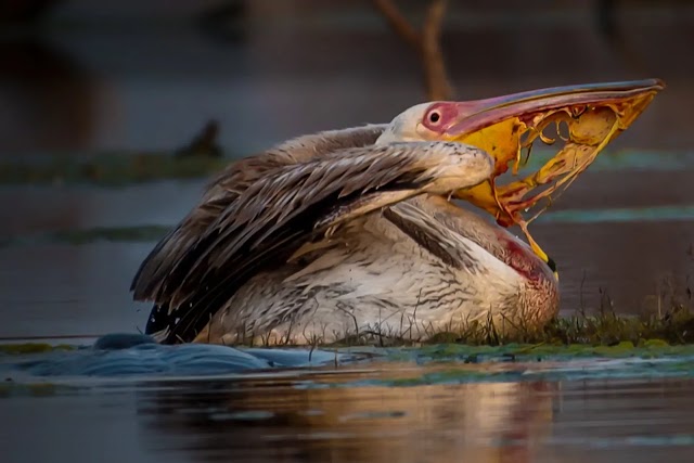 Viral Photos: Big Turtle Attacked and Broke the Pelican's Beak in Bharatpur, Rajasthan