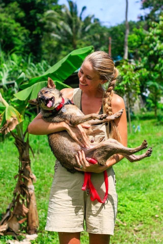 Dogsitting in Koh Chang island: join our dog shelter 