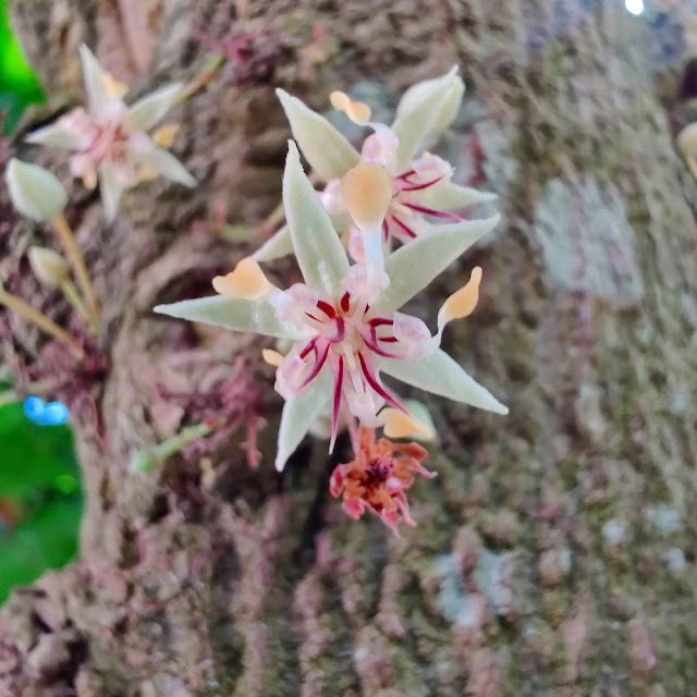 カカオの花の写真