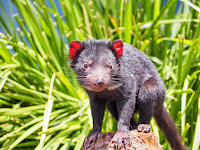 Tasmanian devil photo - cute