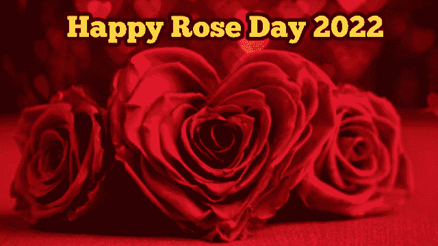 Rose day 2022 मराठी माहिती | रोज डे शुभेच्छा संदेश स्टेटस मराठी | Rose day wishes in marathi