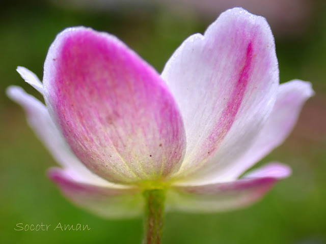 Anemone flaccida