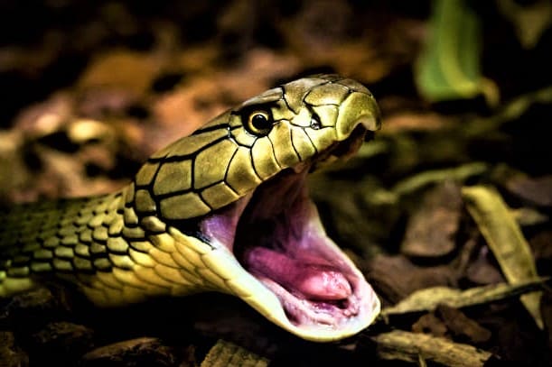 do snakes blink
