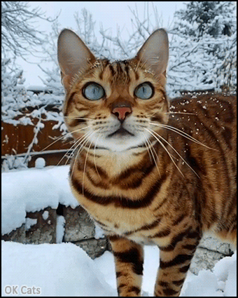 Slomow Cat GIF • Gorgeous Bengal cat meowing in snow. Beautiful fur and green eyes [ok-cats-gifs.com]