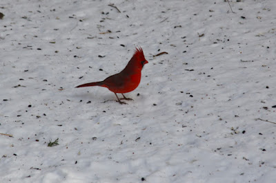 male cardinal on February snow
