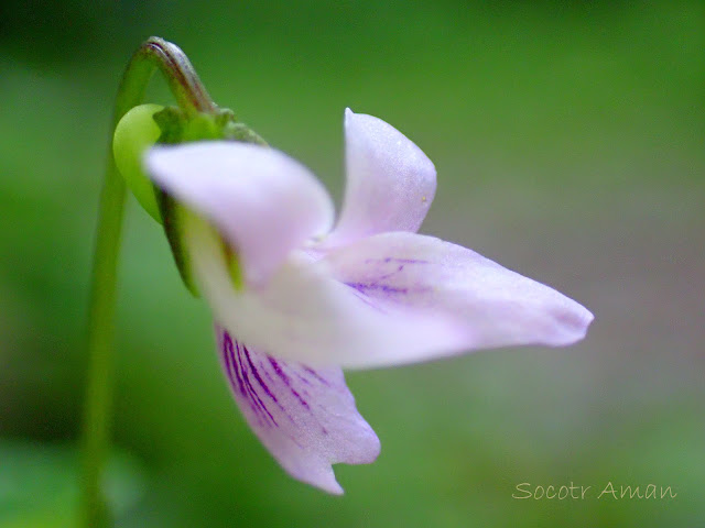 Viola verecunda