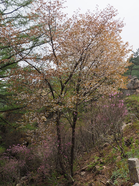 Вишня мелкопильчатая (Prunus serrulata)