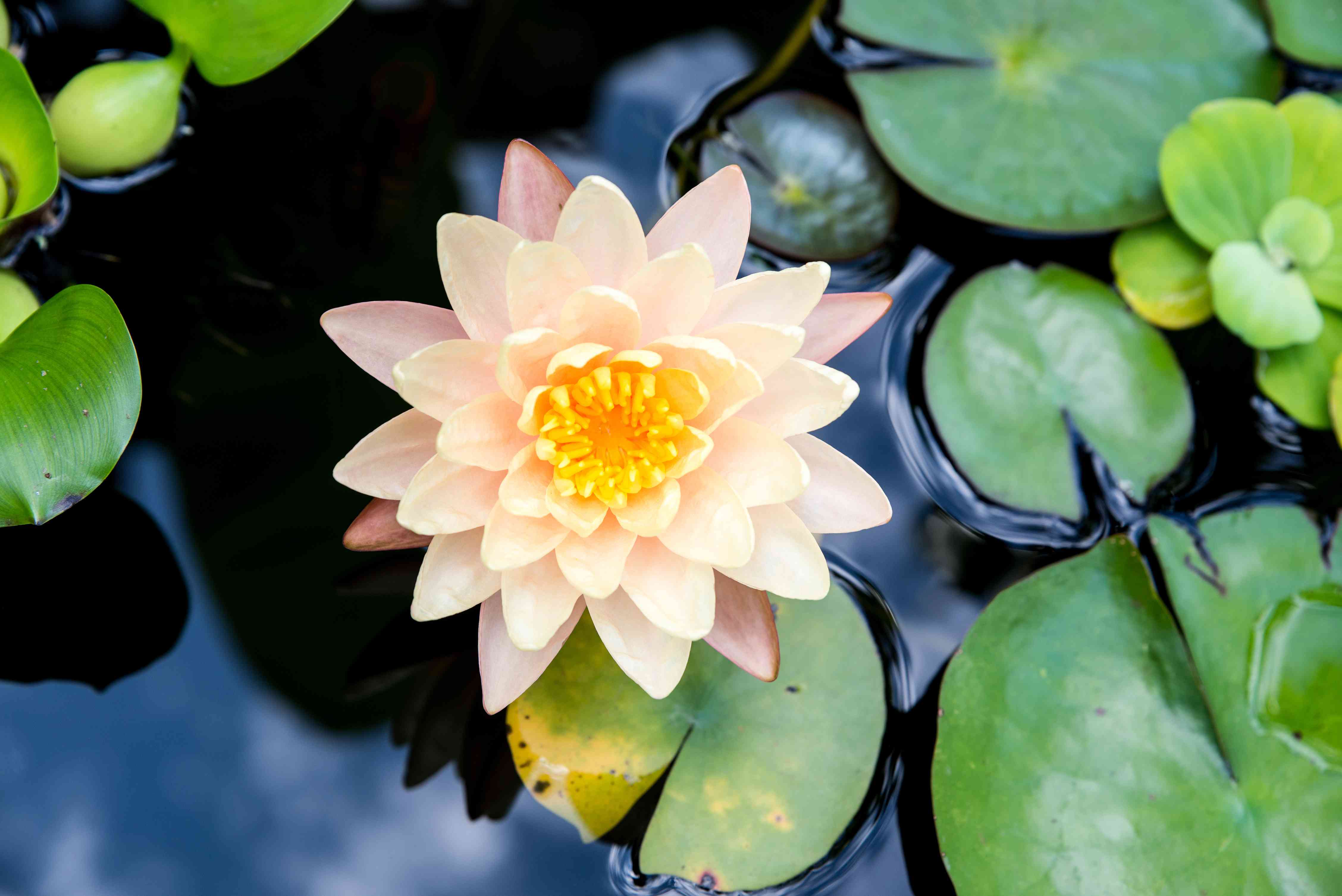 Water lily: how to grow it in the garden pond
