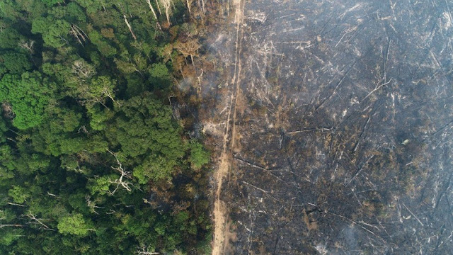 إزالة غابات الأمازون: سجل دمارًا مرتفعًا للأشجار في يناير