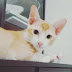Apa Saja Keistimewaan Kucing? Simak Penjelasan Berikut!