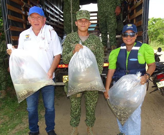 Más de 700 mil especies de alevinos fueron transportados por la Armada de Colombia 