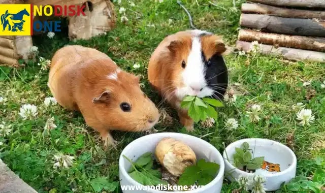A Food Guide: What Do Guinea Pigs Eat? (A Guide to Their Diet)