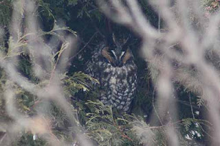 Long-Eared Owl Downsview Park.