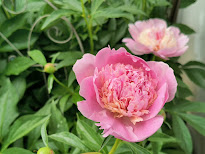 Pink Peony 2023