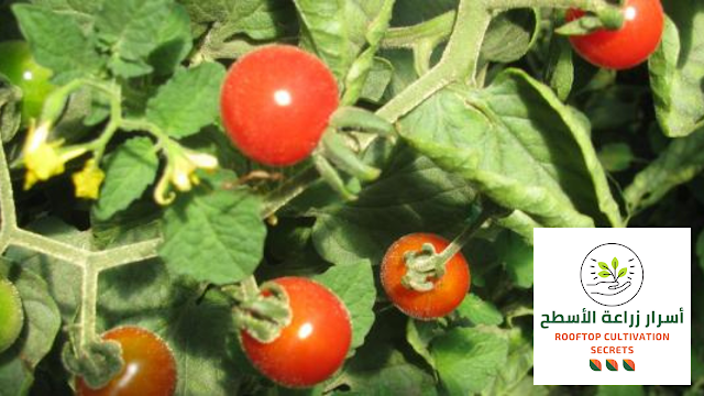 كيفية زراعة الطماطم في المنزل