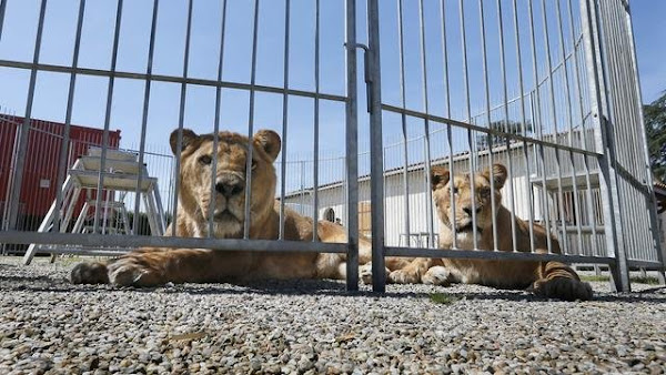 [VIDEO] FIN DES ANIMAUX SAUVAGES DANS LES CIRQUES ET LES DELPHINARIUMS : UN ACCORD «HISTORIQUE» TROUVÉ AU PARLEMENT