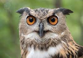 Essay on Owl