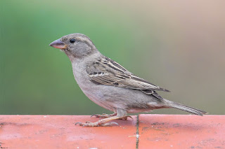 gorrion-comun-passer-domesticus-