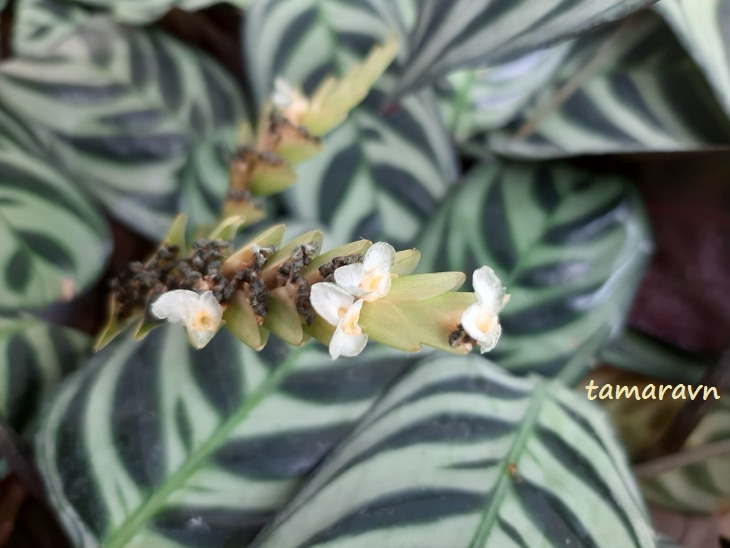 Строманта приятная (Stromanthe amabilis, =Ctenanthe burle-marxii) цветёт
