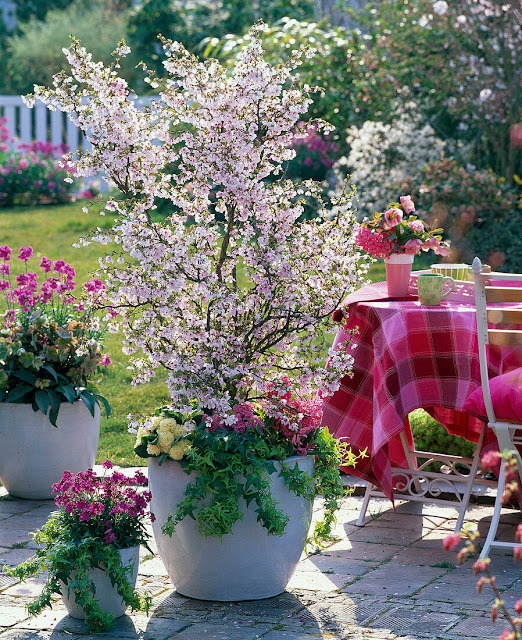 Prunus kurilensis 'Ruby'