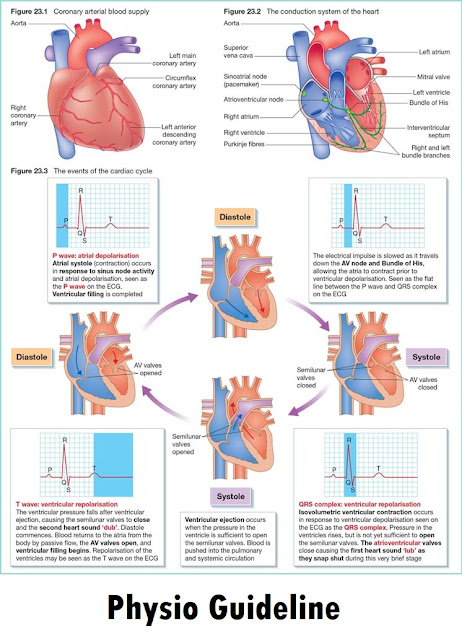Cardiac Cycle in a brief detail