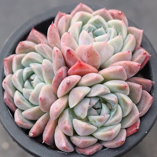 Echeveria Alba Beauty