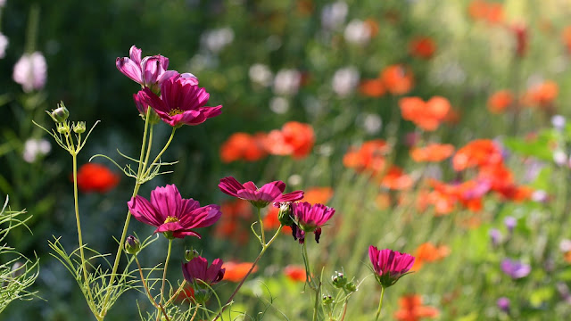 Colorful flowers, plants, spring, macro wallpaper