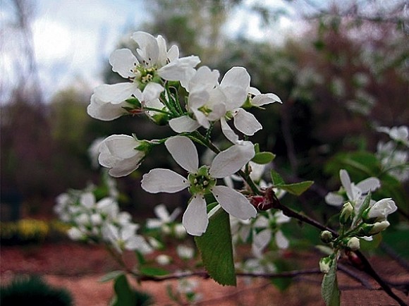 Amelanchier x grandiflora 'Ballerina'