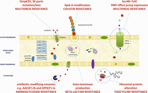 Hướng dẫn điều trị Enterobacterale đề kháng Carbapenem theo IDSA 2024