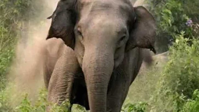 कोटद्वार : पहाड़ी से गिरकर वृद्ध मादा हाथी की मौत 
