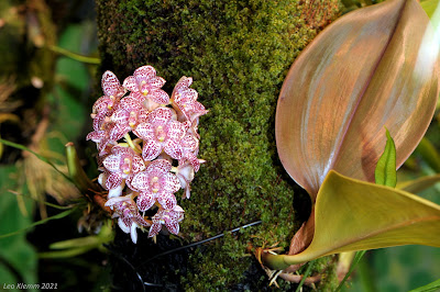 Bulbophyllum kubahense - The Kubah National Park Bulbophyllum care