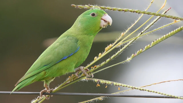 Parrotlet