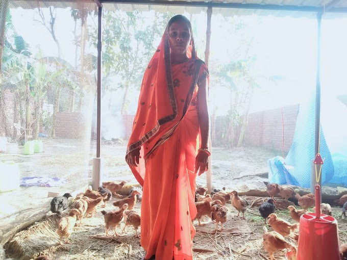 Barharia/Siwan : विशुनपुरा गांव में मुर्गी पालन का रोजगार कर महिलाएं बन रही है आत्म निर्भर 